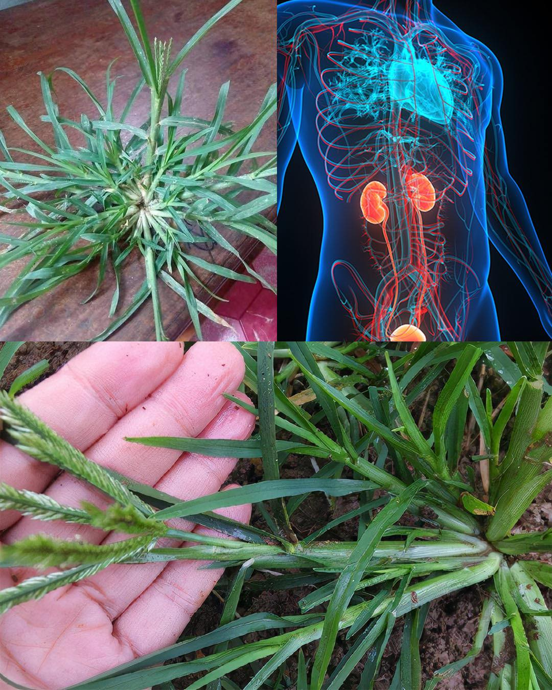 Discover the Amazing Benefits of Goosegrass (Eleusine indica)